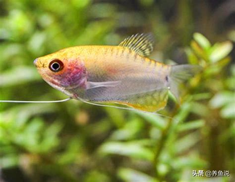 混養魚|養魚教學：混養觀賞魚必知要點 – 寵物百科